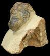 Bargain Crotalocephalina Trilobite #43495-3